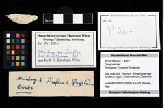 Foto (Objekt + Etikett) von Decapoda indet.  (NHMW-GEO-2014-0194-0207)